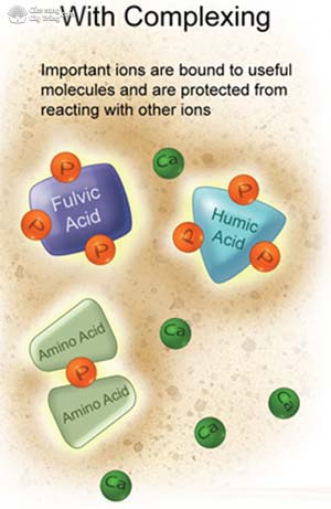Với phức chất Các ion quan trọng liên kết với các phân tử hữu ích và bảo vệ khỏi tương tác với các ion khác